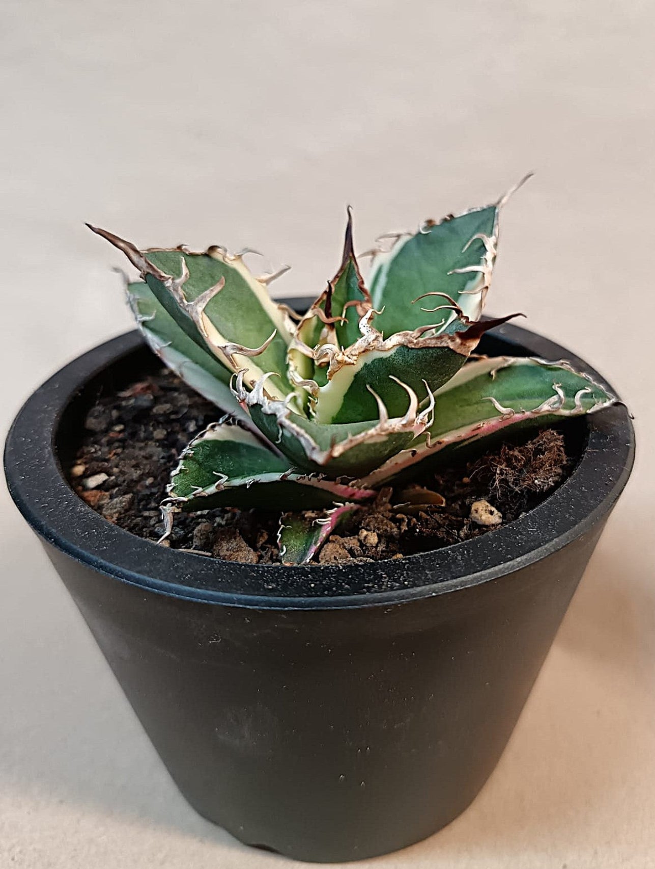 Agave titanota 'Caesar' Variegata – 7 cm #3
