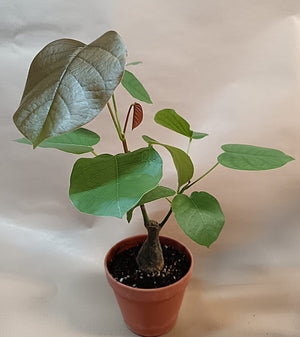 Bombax ellipticum