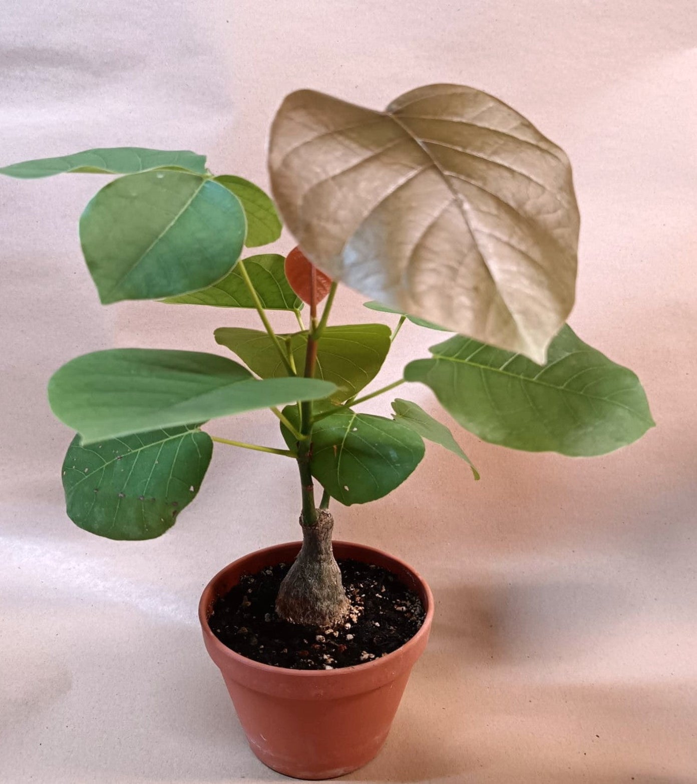 Bombax ellipticum