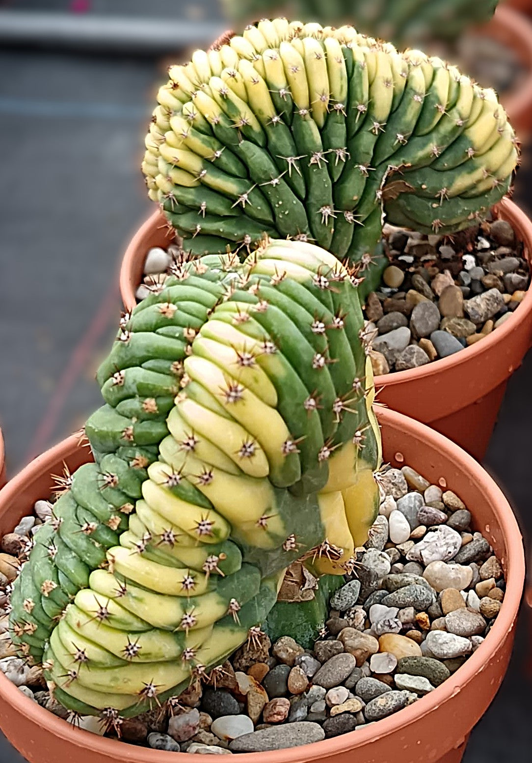 Trichocereus pachanoi Cristata Variegata – Seltene bunt panaschierte Kammform