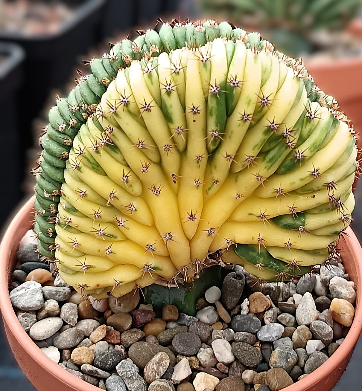 Trichocereus pachanoi Cristata Variegata – Seltene bunt panaschierte Kammform
