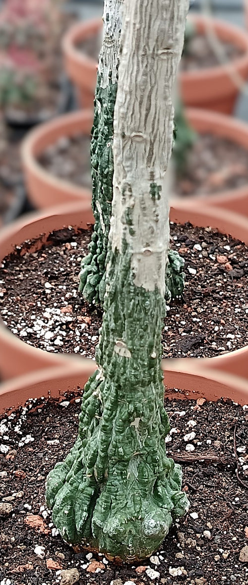 Adenia stylosa