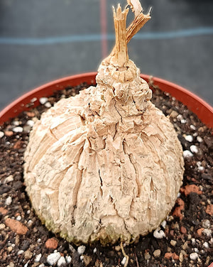 Matelea cyclophylla / Kletternde Schönheiten