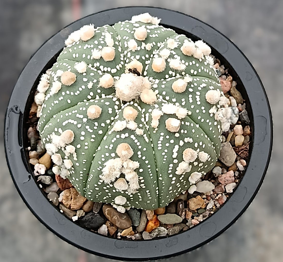 Astrophytum asterias 'Hanazono Kabuto'