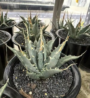 Agave utahensis var. eborispina