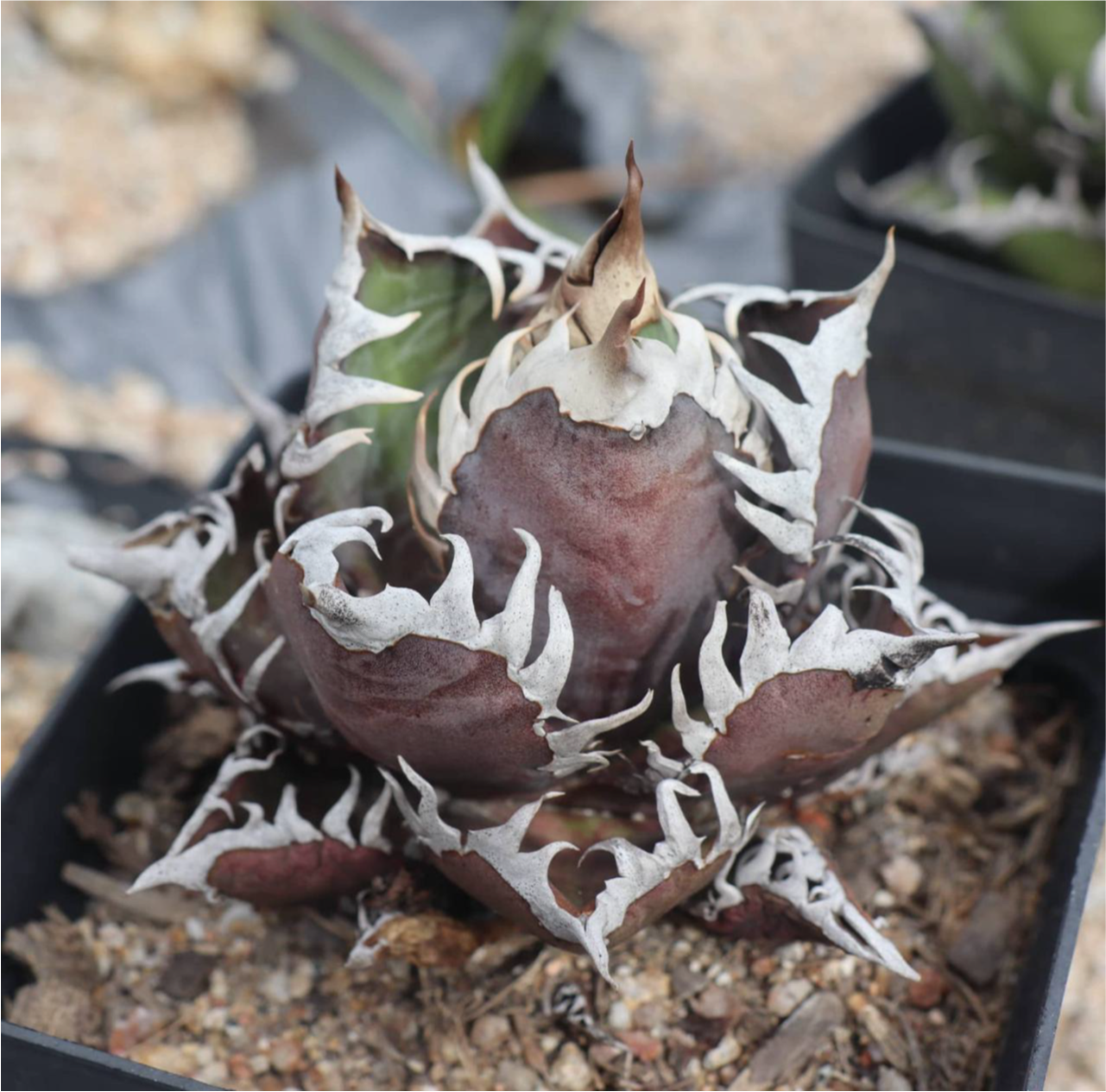 Agave titanota 'Red Catweazle'