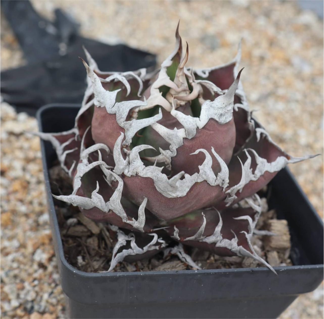 Agave titanota 'Ceasar'