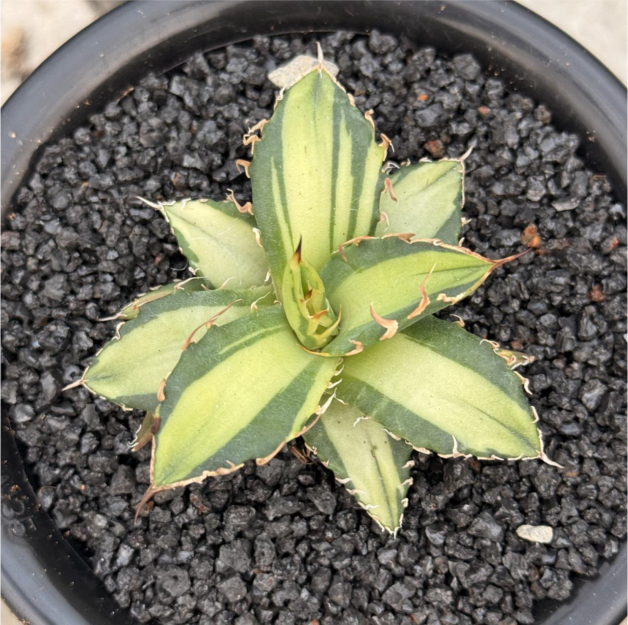 Agave titanota 'Caesar Variegata'