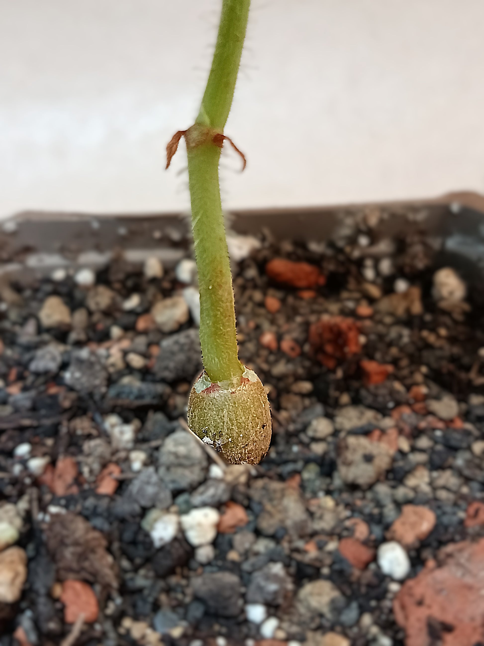 Cyphostemma woodii