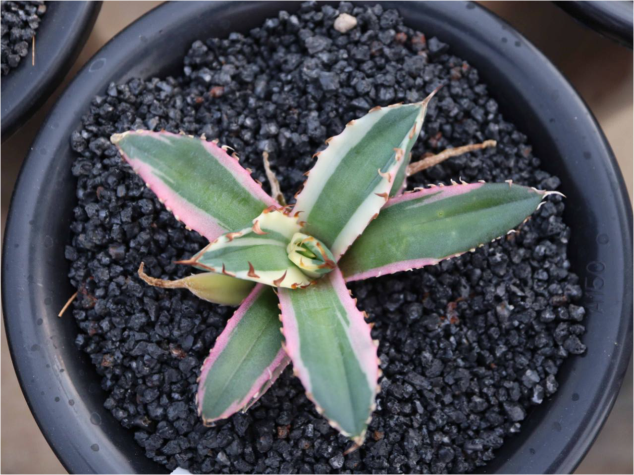Agave titanota 'Dwarf'