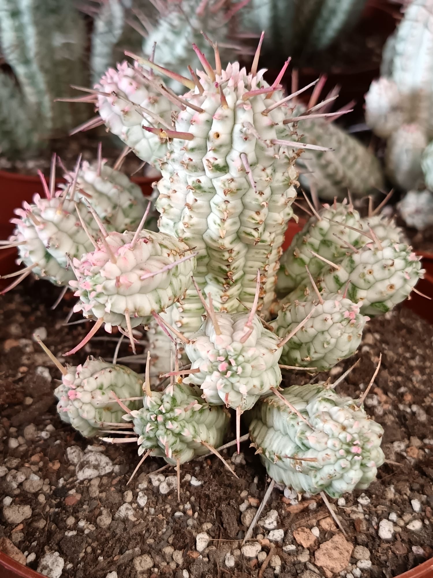 Euphorbia mammillaris f. variegata / dekorative, variegierte Sukkulente aus Südafrika
