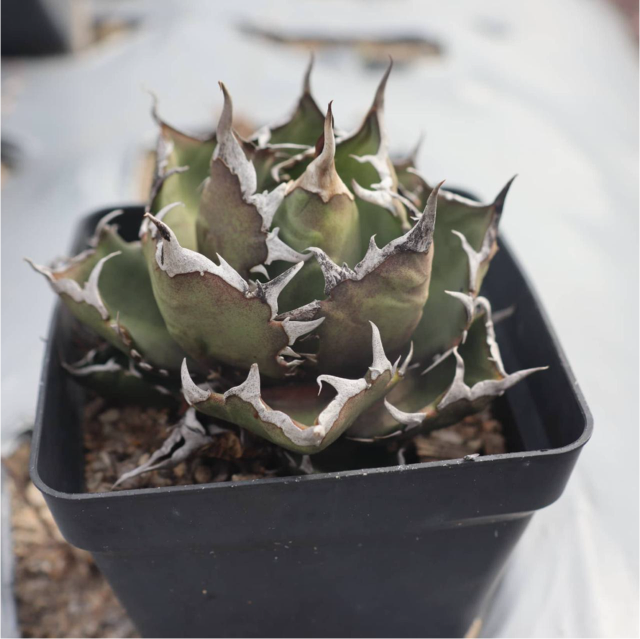 Agave titanota 'Ghost Claw'