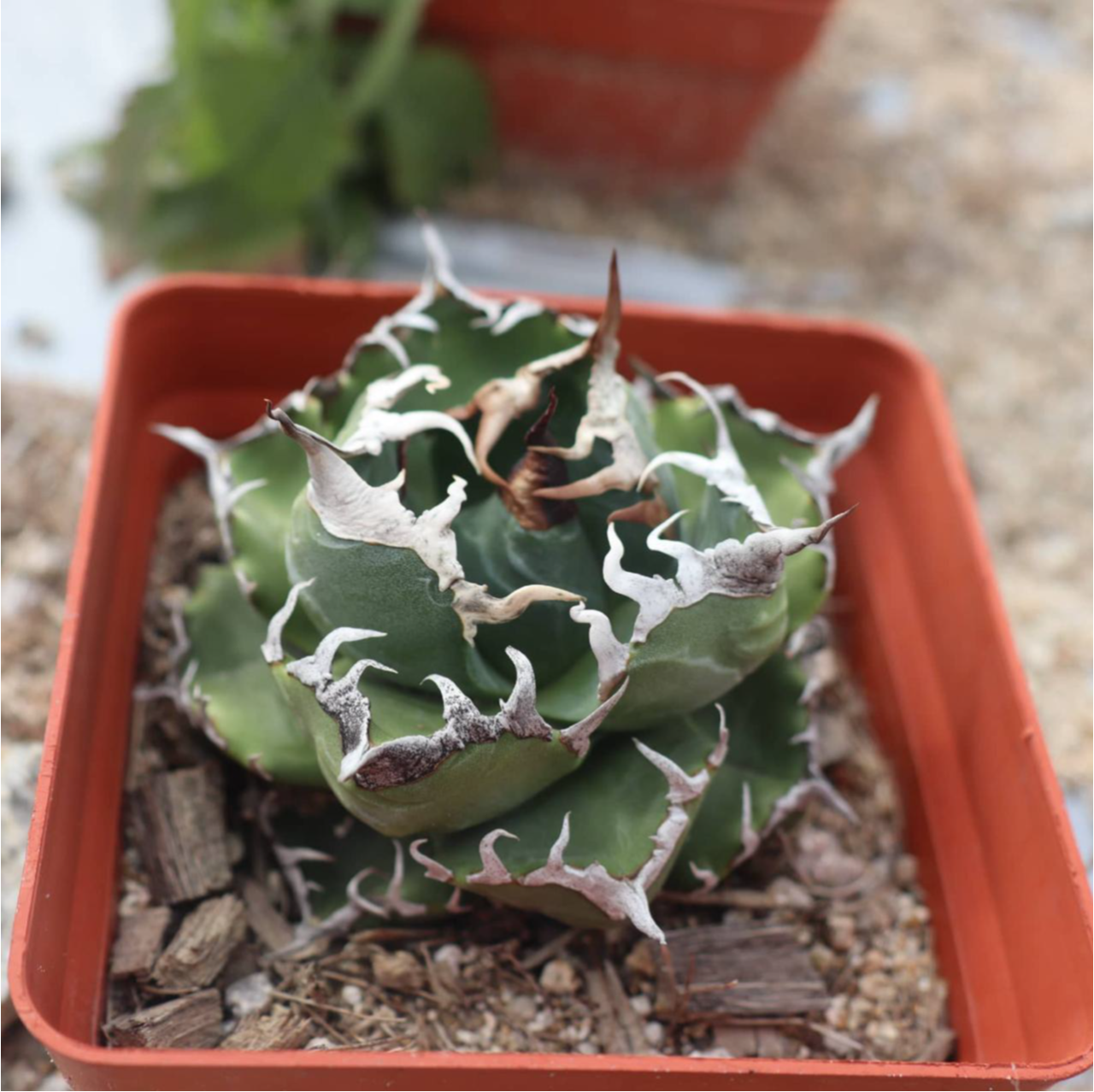 Agave titanota 'Marmaru'