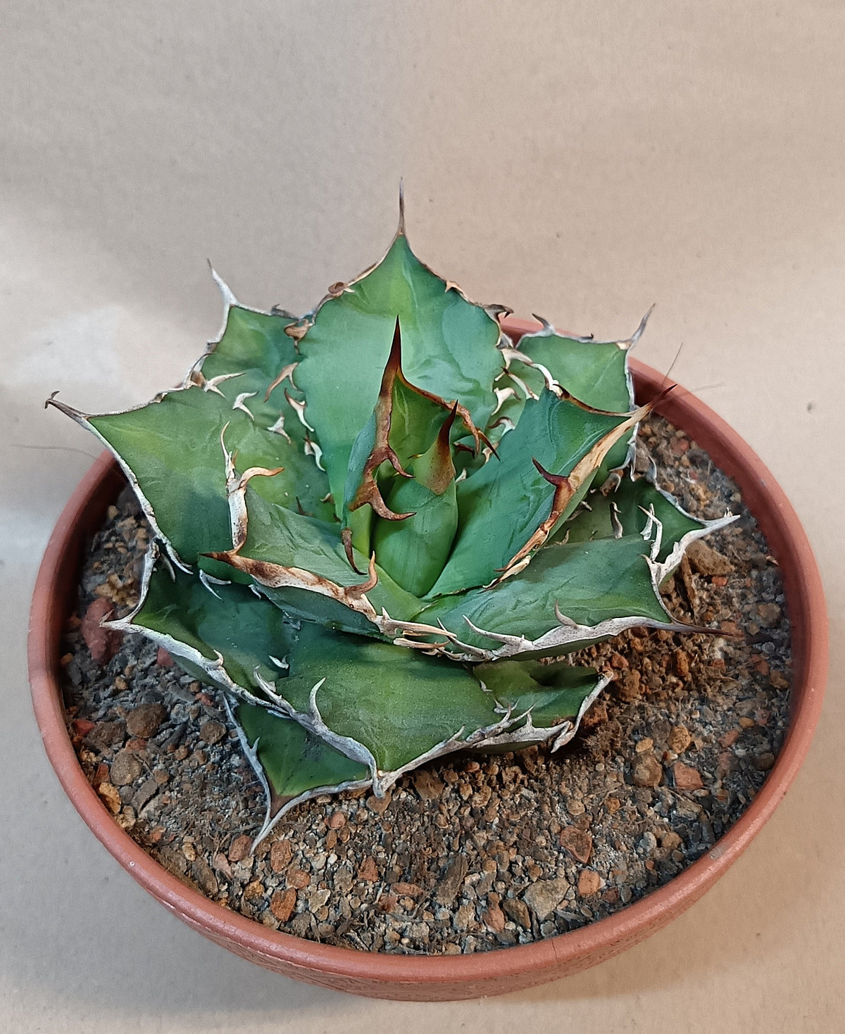 Agave titanota 'Hades' #2