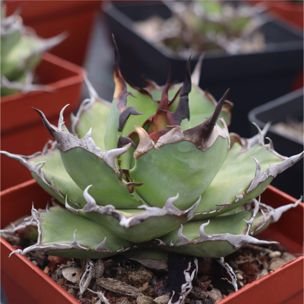 Agave titanota ‘Hades’