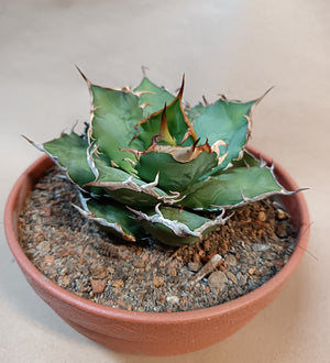 Agave titanota 'Hades' #2