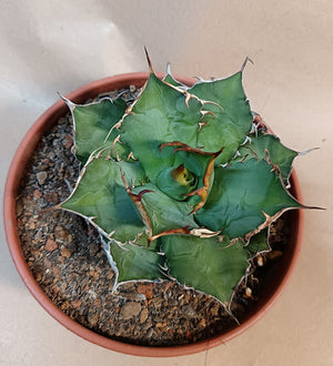 Agave titanota 'Hades' #2