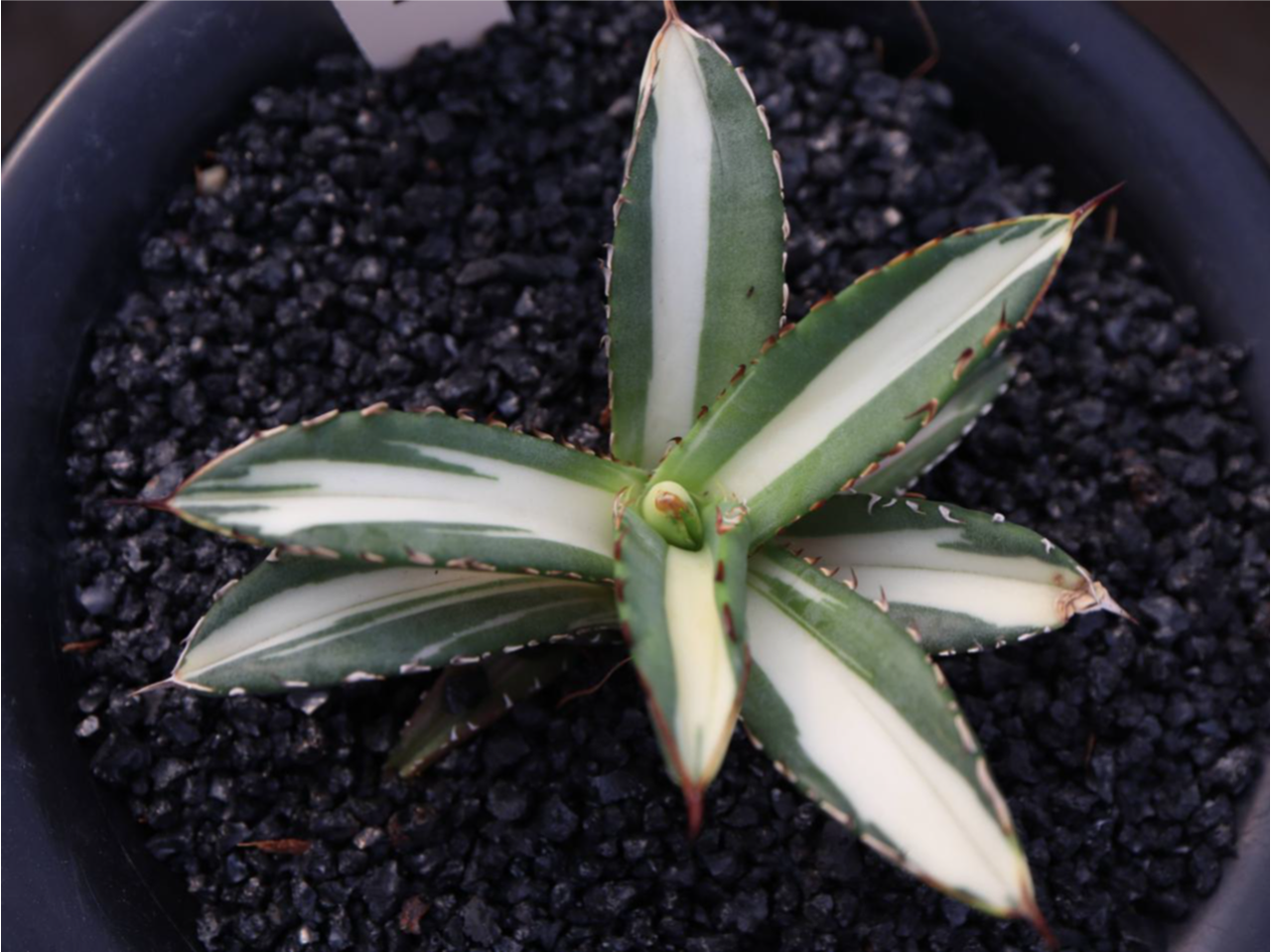 Agave titanota 'Kojima White Thorn'