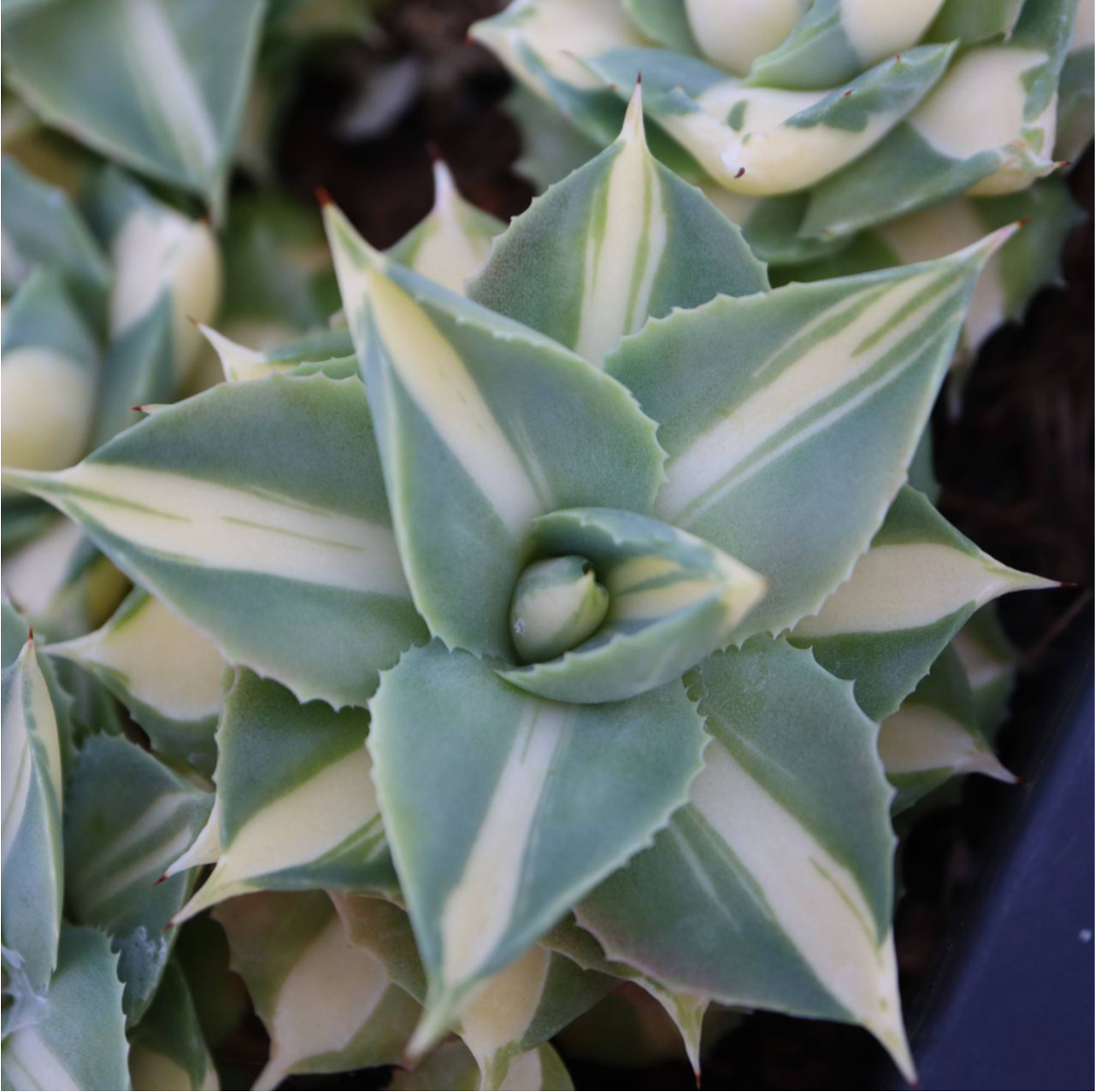Agave isthmensis cv. ‘Orhi Razin Shirifukurin’