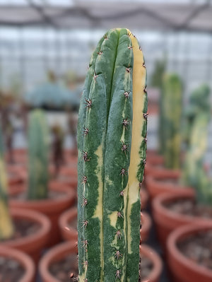 Trichocereus pachanoi variegata/ Seltene panaschierte Form
