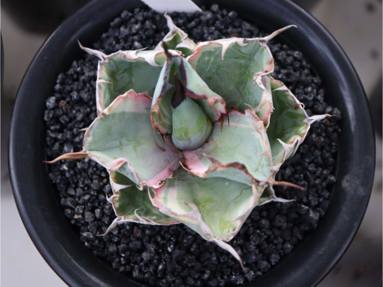 Agave titanota 'Black & Blue' Variegata