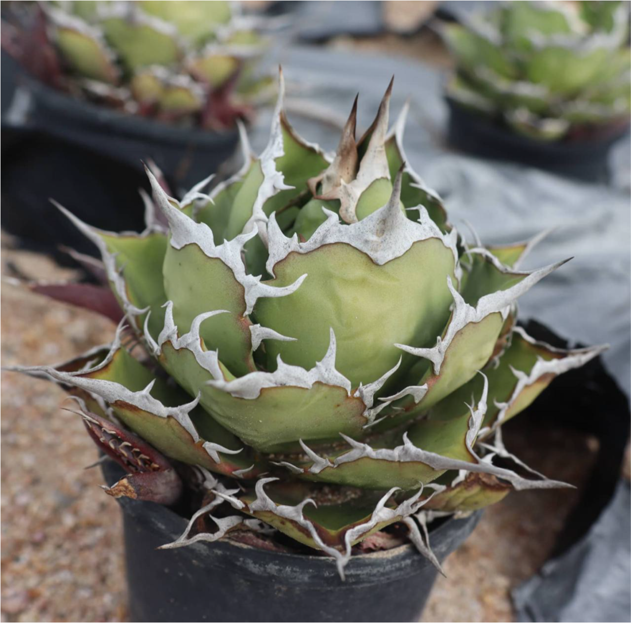 Agave titanota FO-076
