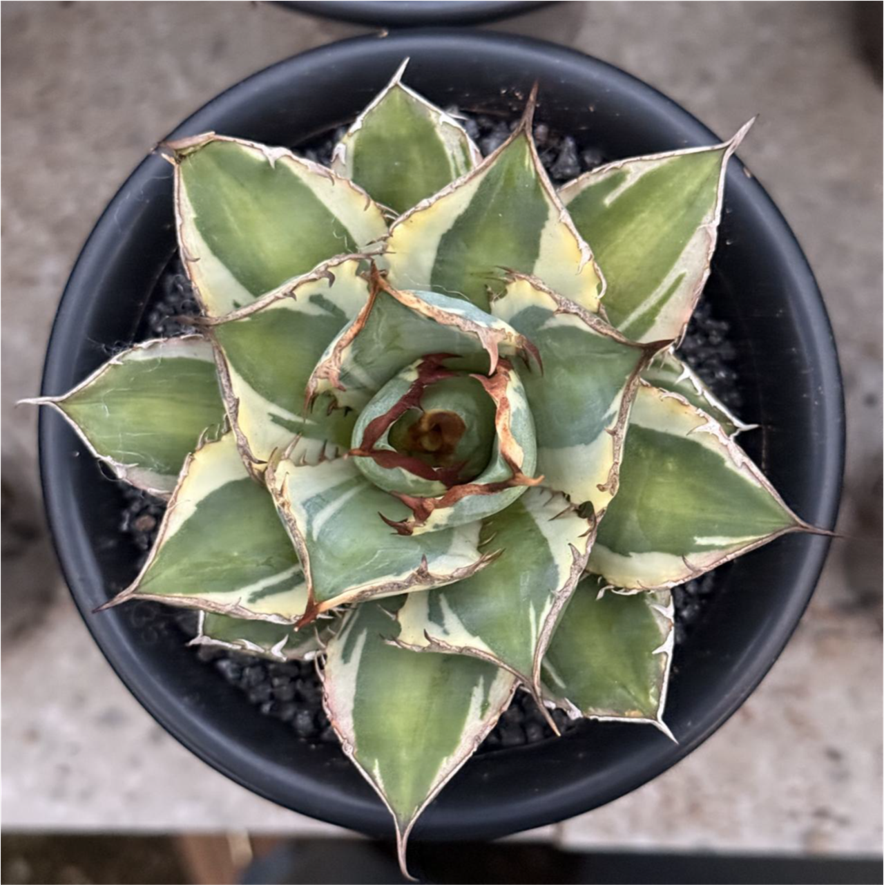 Agave titanota FO-076 Variegata
