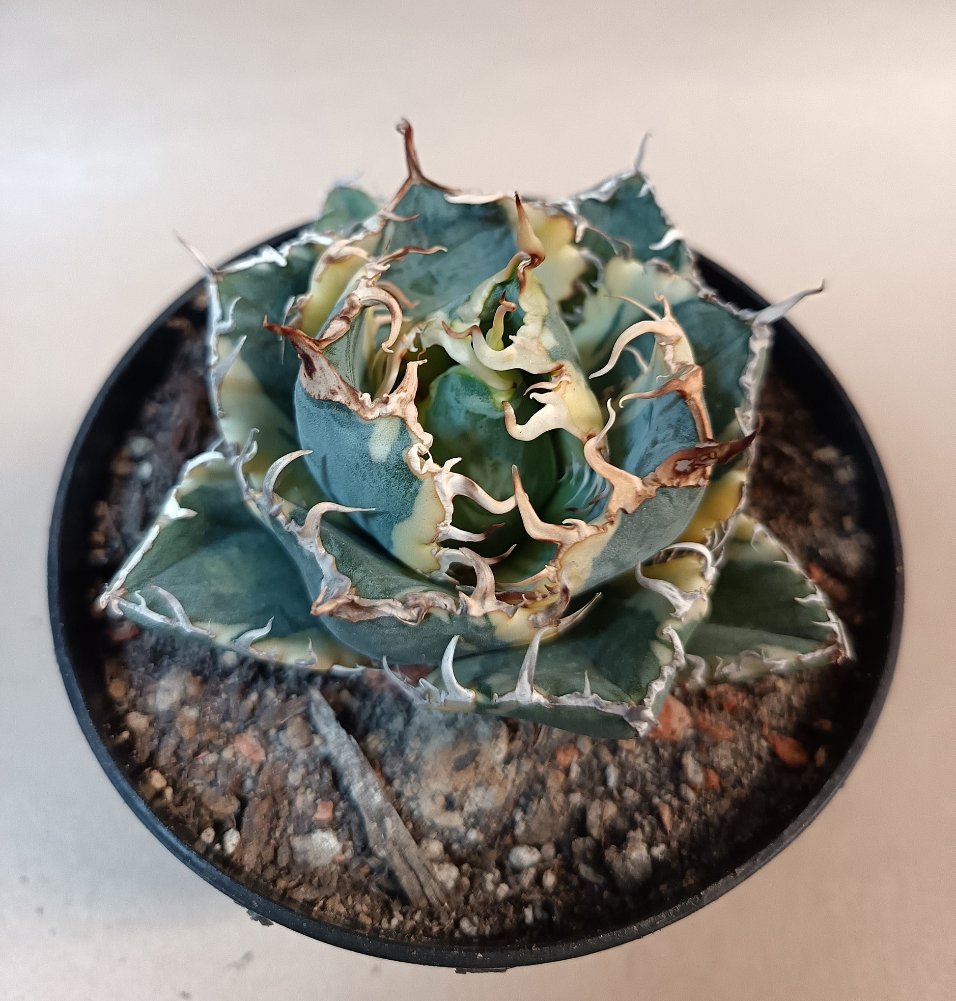 Agave titanota 'White Whale' Variegata – Ø ca. 7 cm #1