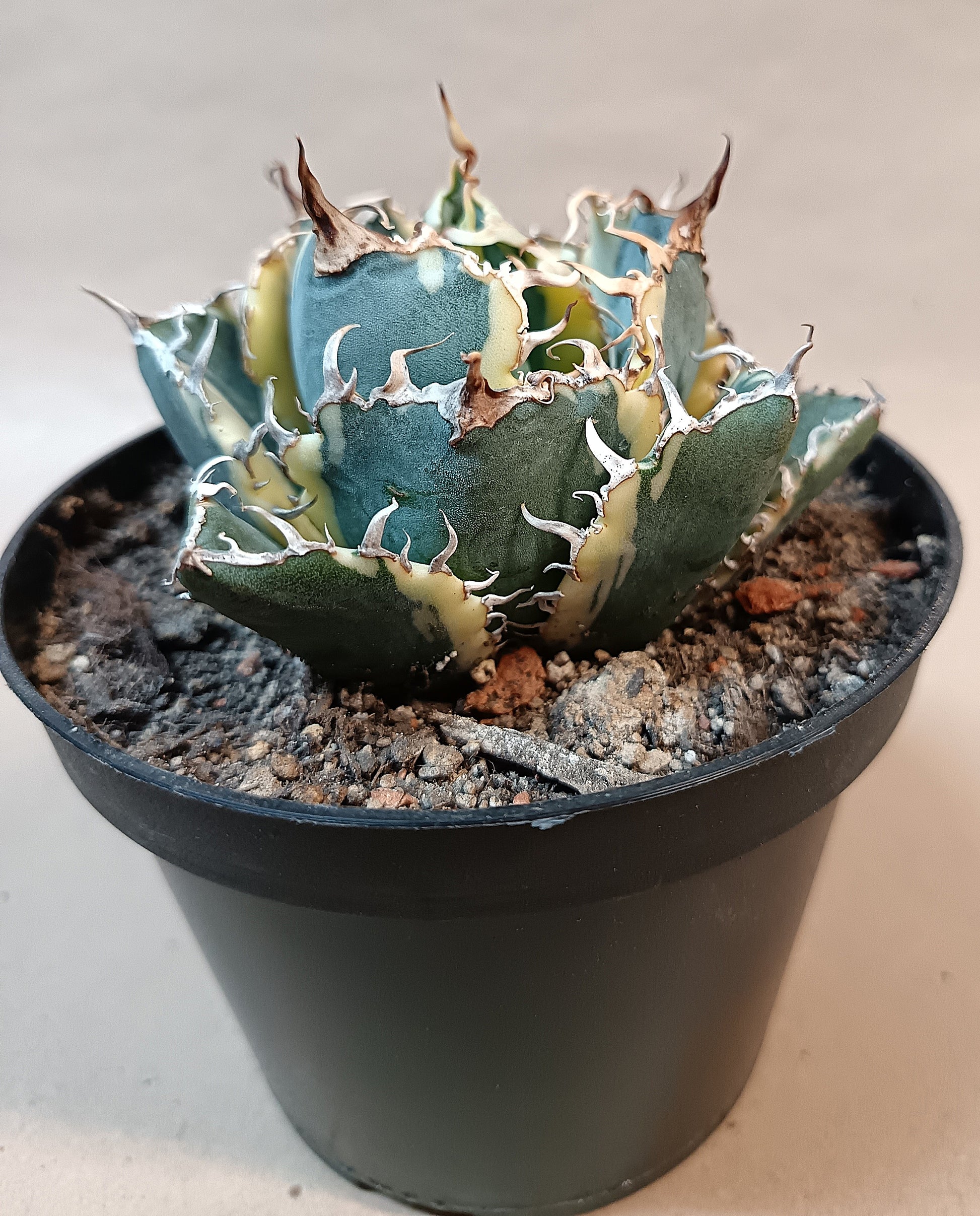Agave titanota 'White Whale' Variegata – Ø ca. 7 cm #1