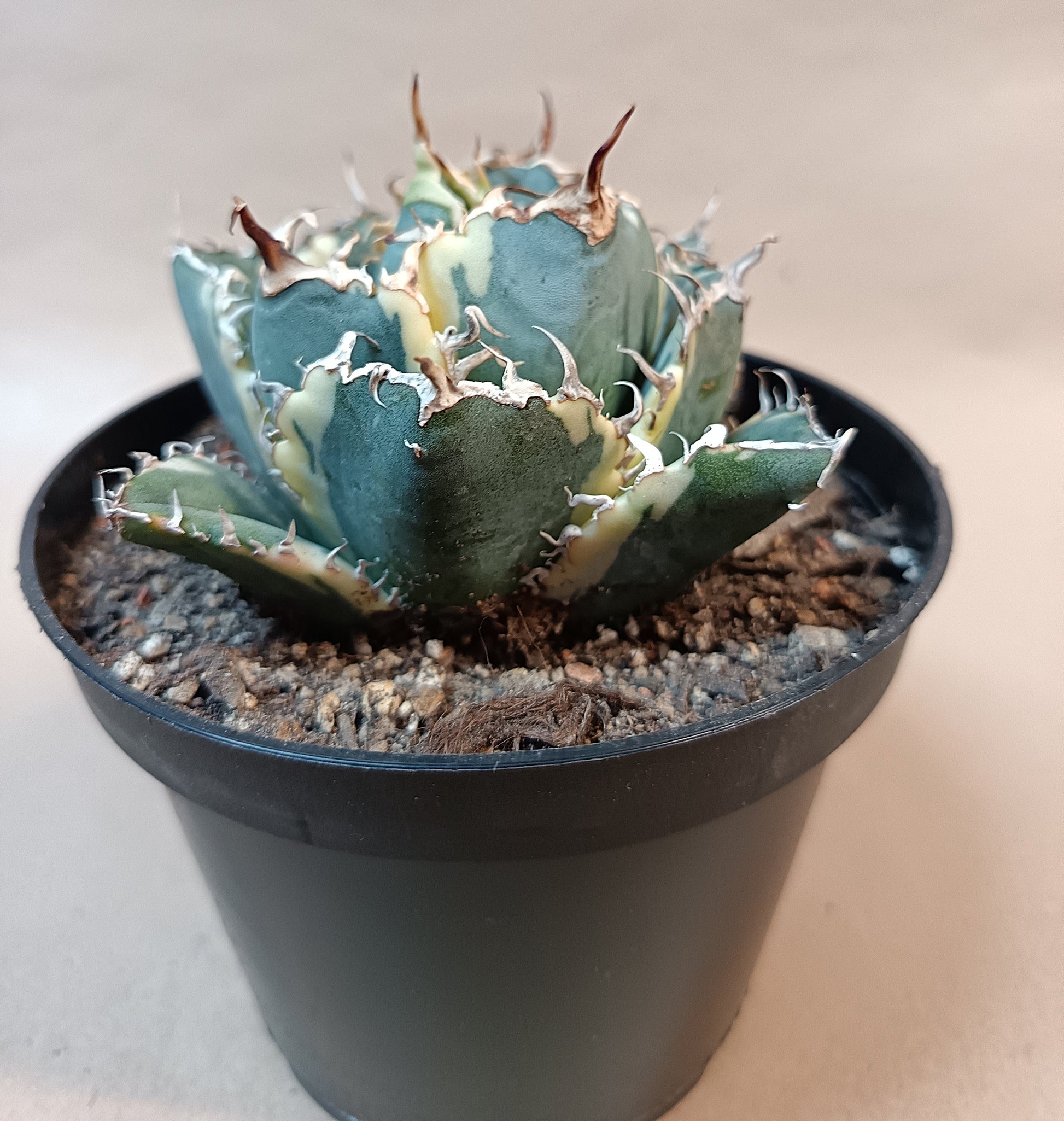 Agave titanota 'White Whale' Variegata – Ø ca. 7 cm #1