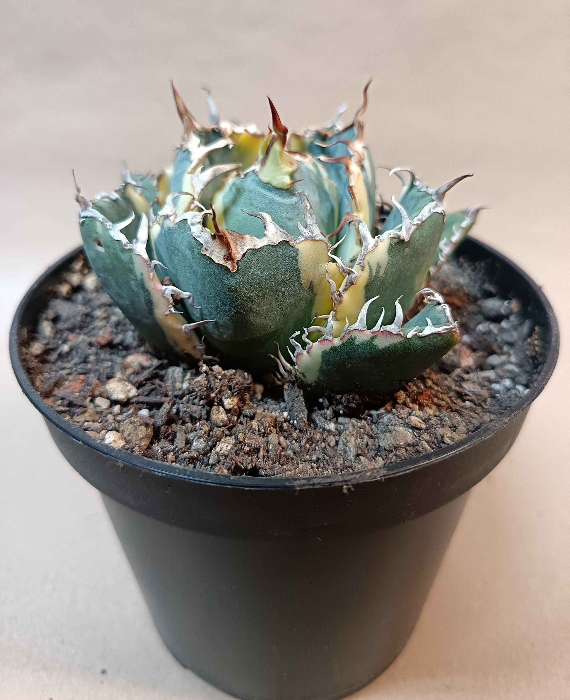 Agave titanota 'White Whale' Variegata – Ø ca. 7 cm #2
