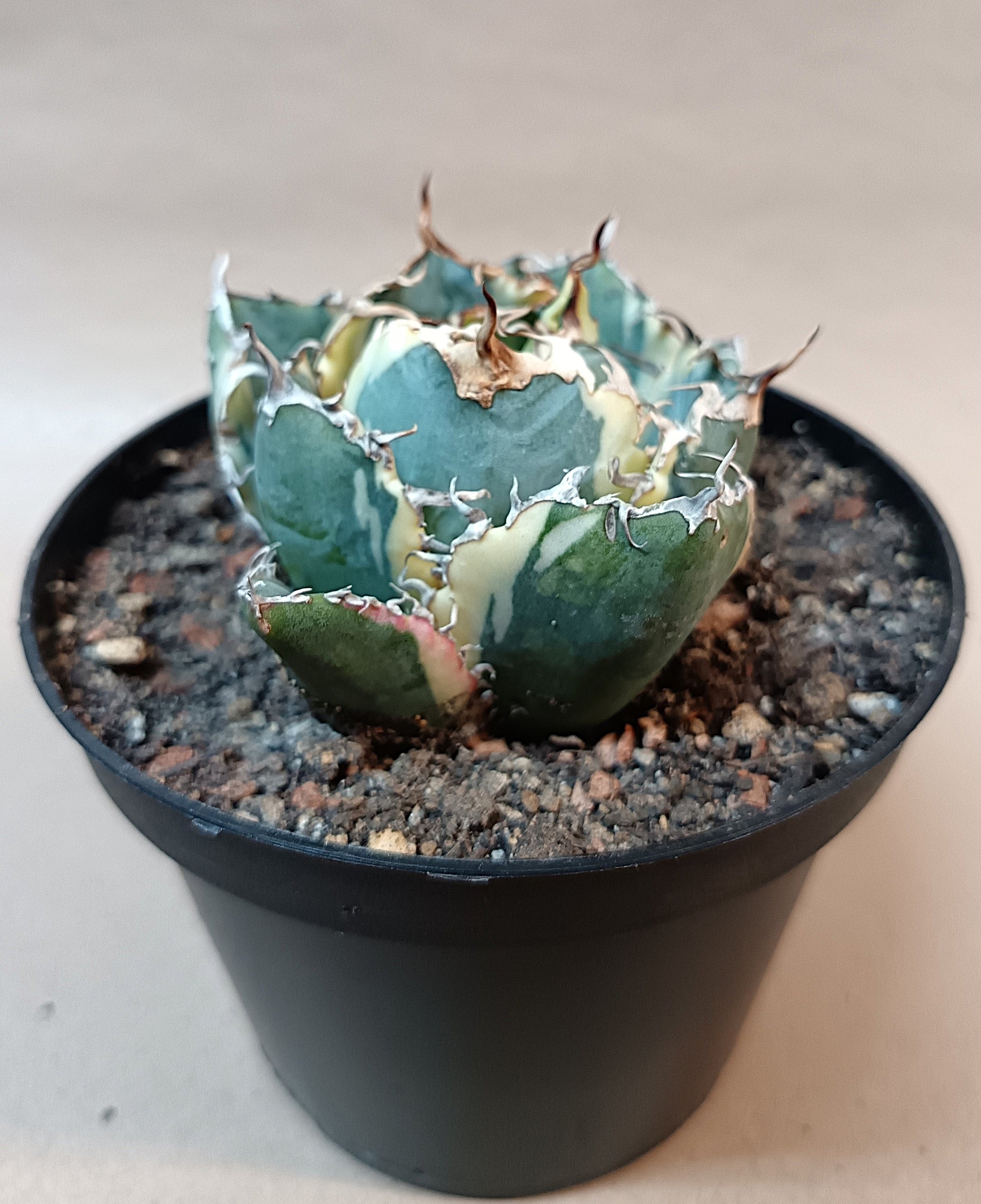 Agave titanota 'White Whale' Variegata – Ø ca. 7 cm #2