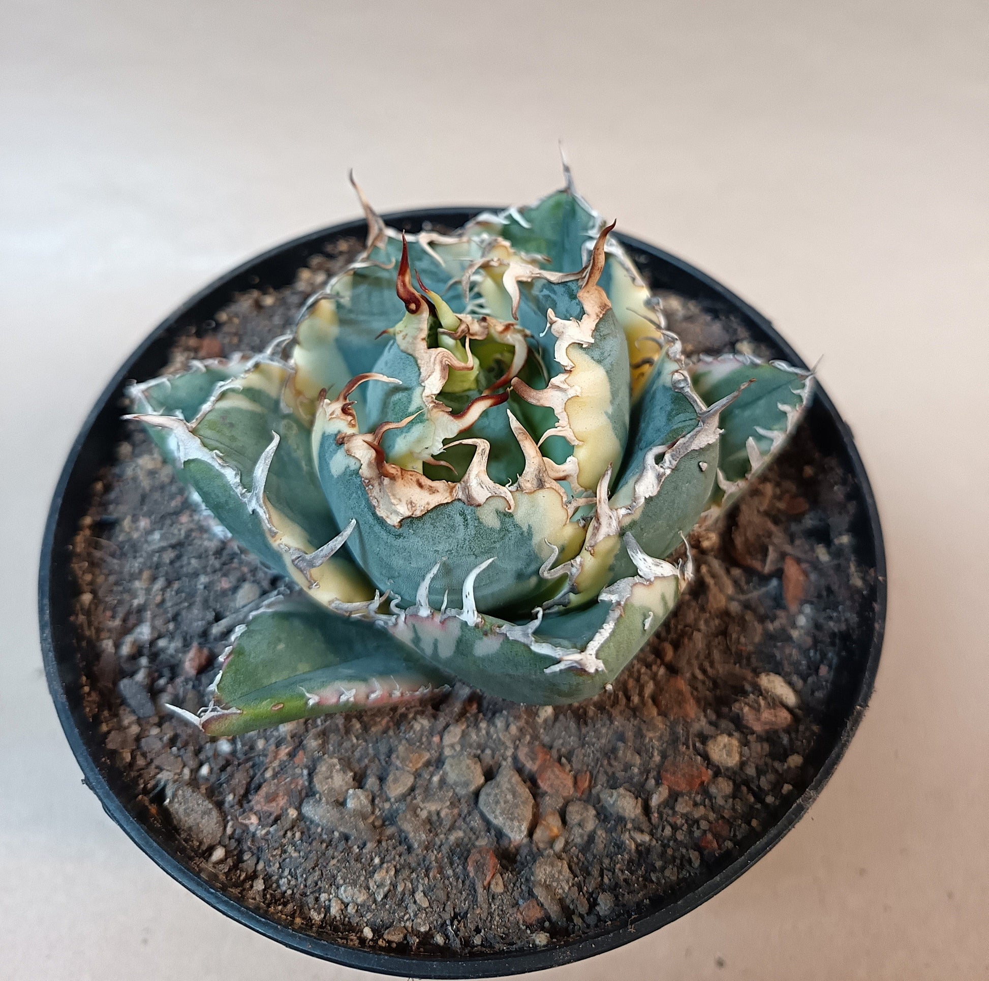 Agave titanota 'White Whale' Variegata – Ø ca. 7 cm #2