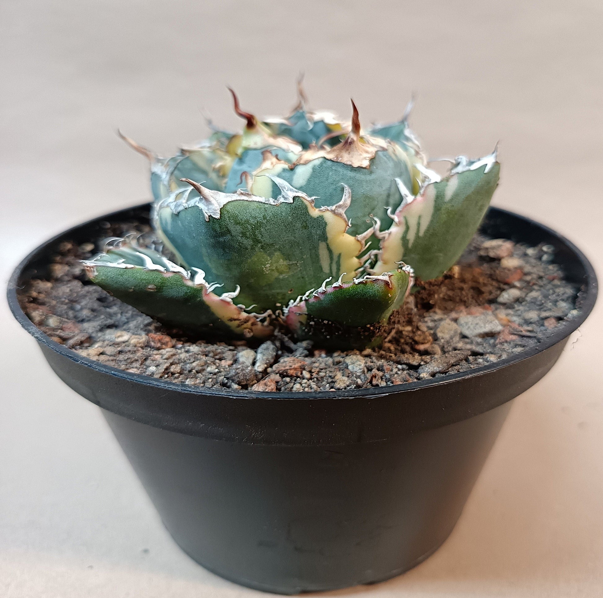 Agave titanota 'White Whale' Variegata – Ø ca. 7 cm #2