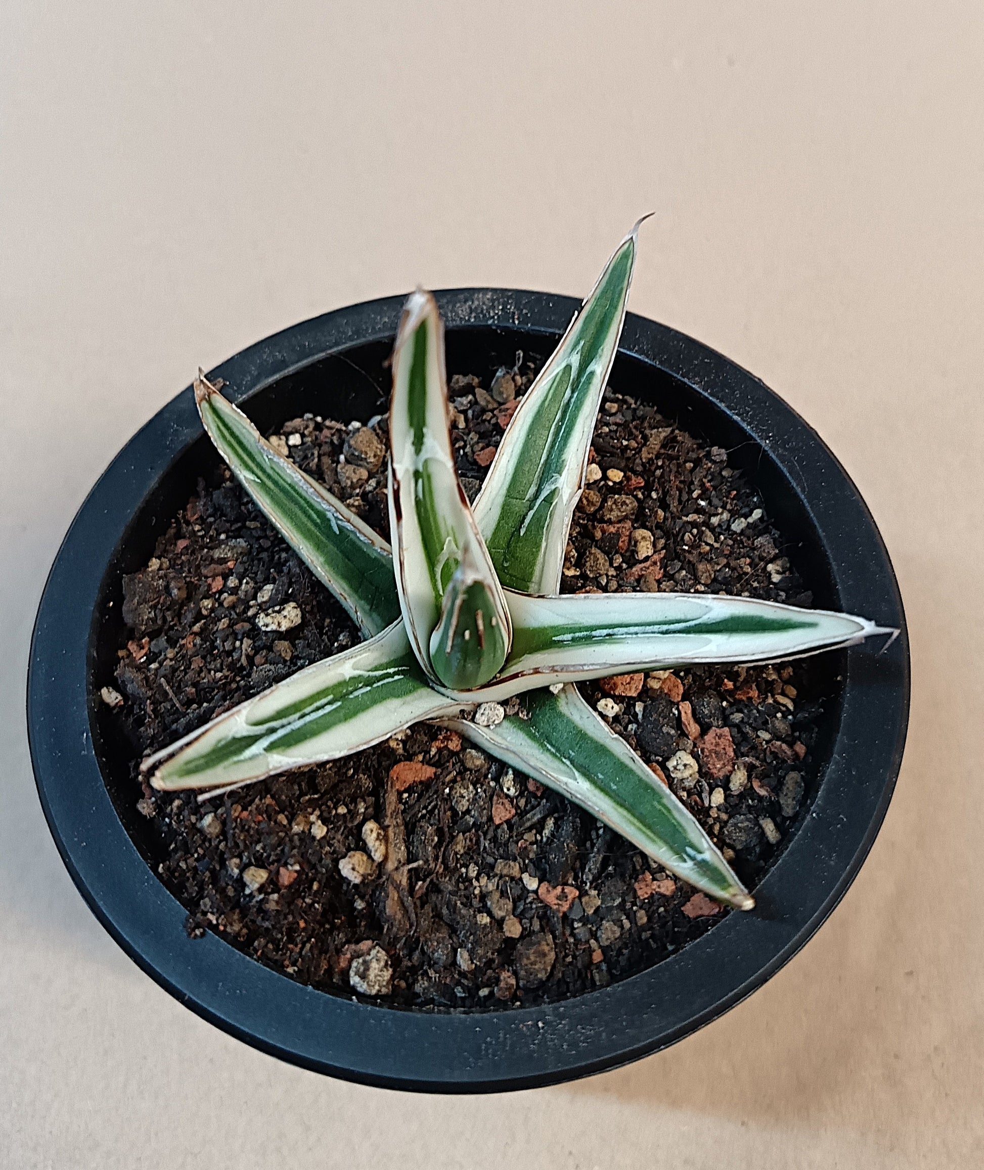 Agave victoriae-reginae 'White Rhino' – 6–7 cm #1