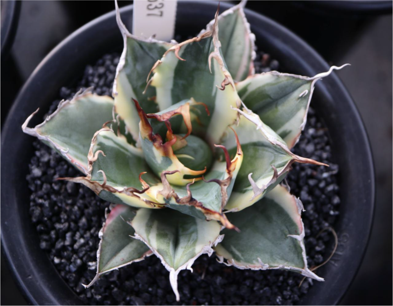 Agave titanota 'White Whale' Variegata