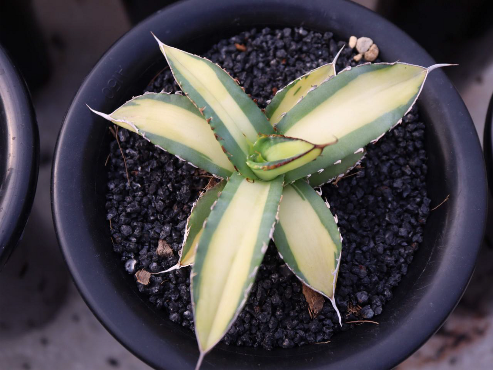 Agave titanota ‘Yama Kame’